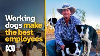 Working dogs are a farmer’s best employee ‍ | ABC Australia