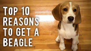 Top 10 Reasons To Get a Beagle