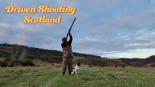 Driven Shooting Scotland, Springer Spaniels first time solo on peg.