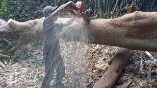 Sangat cepat tapi menegangkan,potong pohon Ingas dirimbunan bambu dan ditebing sungai yang curam‼️‼️