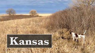 Kansas Quail and Phez- part 1