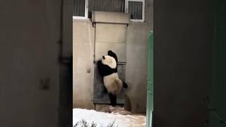 “Open the door” #panda #viral #funny #funnyshorts #pandalover #knockknock