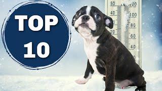 10 Things Boston Terriers ABSOLUTELY Hate!!!