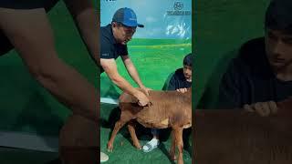 Qo'ylarni qurt va parazitlardan tozalash   #agro #vet #bull #automobile #veternary #milk