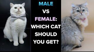 Male vs Female--Which Cat Should You Get?