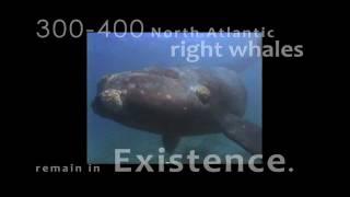 North Atlantic Right Whale PSA - Slow to 10 Knots