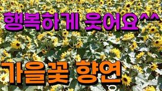 가을꽃 축제! 가을여행 추천 | 가을여행지, 당일치기 여행 추천 | 가을 꽃 구경 | 10월,11월 가볼만한곳, 국내 베스트 여행지 | 가을명소 가볼만한곳