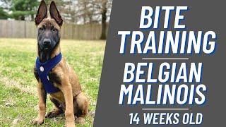 BITE TRAINING // BELGIAN MALINOIS PUPPY!! FRENCH RING // ANDY KRUEGER