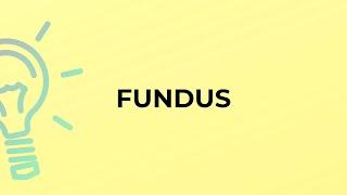 What is the meaning of the word FUNDUS?