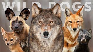 All 15 Species of Wild Dog (Wolves, Jackals & Dogs)