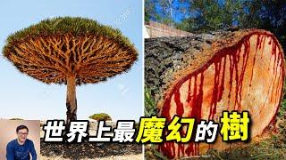 樹幹會流血，樹冠像外星飛碟，來自「地球上最像外星的地方」，最魔幻的龍血樹！【老肉雜談】#植物 #龍血樹 #索科特拉島 #樹