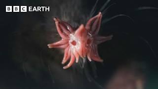 The Weird and Wonderful Star-Nosed Mole | 4K UHD | Mammals | BBC Earth