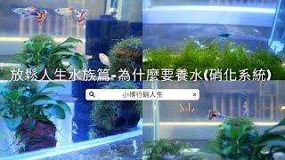 為什麼養魚養蝦要先養水，什麼是 #硝化系統、#硝化菌