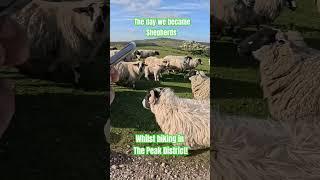 I think they thought we were bringing their breakfast! #hiking #sheep #shepherd