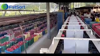 Dragon Fruit Sorting Equipment Pitaya Grading Machine Fruit Processing Line Machinery Supplier