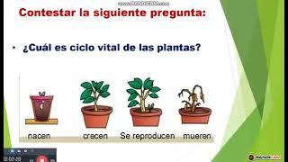 Clase de Ciencias Naturales - Ciclo Vital de las Plantas | El ciclo de vida de las plantas