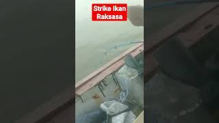 strike Ikan raksasa #shorts #mancingbaramundi #mancingbaramundi #mancingmaniaindonesia #viraltikto