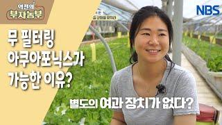 [아쿠아포닉스 쌈 채소로 연 매출 3억 원!] 대형 수조에 여과장치가 없다?!