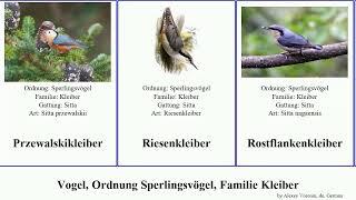 Vogel, Ordnung Sperlingsvögel, Familie Kleiber bird Passeriformes Chinakleiber Felsenkleiber