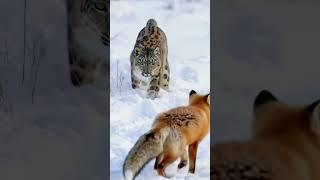 雪豹追狐狸
