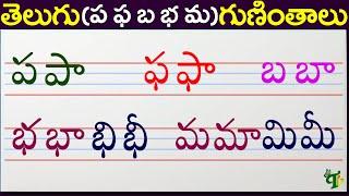 ప ఫ బ భ మ గుణింతాలు | Pa Pha Ba Bha Ma guninthalu | How to write Telugu guninthalu @TeluguVanam ​