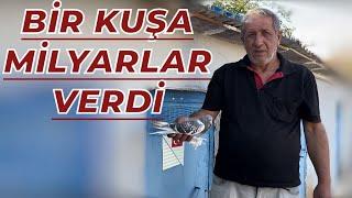 BİR GÜVERCİNE MİLYARLAR VERDİ - ADLİYECİ ŞENOL KÜMES ZİYARETİ OYUNKUŞU UÇUMU