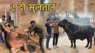 Sultan ke joote lage || Amroha ka sultan || @Bull.Rider-Vlogs