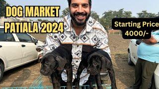 Puppy market in India at cheapest rates| Wholesale Dog market outside Patiala Dog show 2024