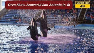 Killer Whale Show - Orca Show at Seaworld San Antonio [4k]