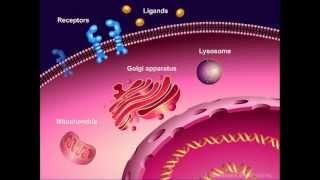 Introduction to Cancer Biology (Part 1): Abnormal Signal Transduction
