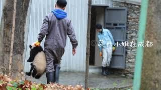 panda LinBing's cub 大熊貓林冰的幼崽，下班不想回家，怎麼辦？飼養員只好把熊貓寶寶提回家