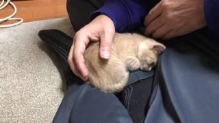 何度も膝の上に戻ってくる子猫に癒される