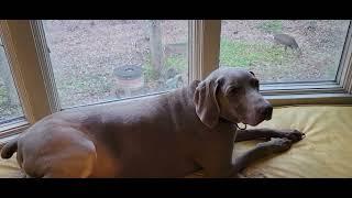 Deer, Please Change The Channel - Holder The Weimaraner 1/19/23