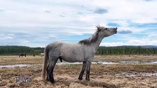 "White Spirit’s Journey | Injury and Survival in Alberta’s Wilderness"