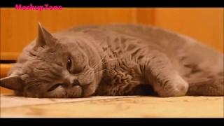 TubeSpaghetti - Funny Cats Compilation 2016 - Best Funny Cat Videos Ever || Funny Vines Funny Vines