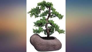 Brussel's Live Green Mound Juniper Outdoor Bonsai Tree - 7 Years Old; 14" to 18" review