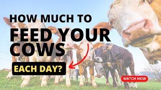 How Much Fodder Should You Feed Beef Cattle & Expected Results