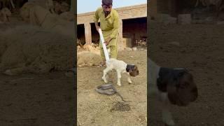 Man saves baby sheep from snake