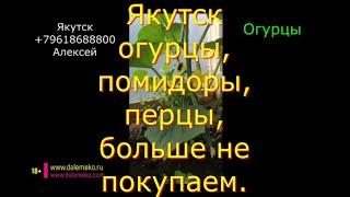 Как выращивать в Якутске помидоры, перец, огурцы, в любых объёмах.