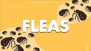 FLEAS | Parasite Awareness Week