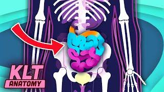 The Small Intestine Song! | KLT Anatomy