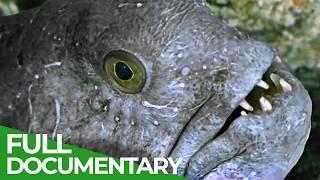 Skagerrak - Europe's Unique Marine Animal Habitat | Free Documentary Nature