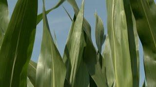 Corn Production Challenges - Bob Nielsen - January 22, 2016