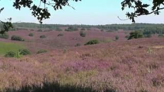 NETHERLANDS summer in national park "Veluwezoom" (hd-video)