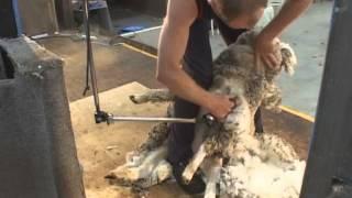 How to Shear - Shearing Merino sheep (Fine Wool)