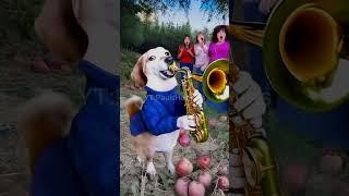  Apple Dog's Careless Whisper Cover #dogwithapple #appledog #memes