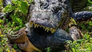 DoD PARC Species Profile Video Series: Episode 18: American Alligator