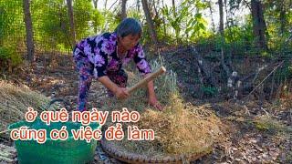 [897]Đi Gom Hạt Cải Về_Sắp Tới Vụ Ép Dầu Ăn Hạt Cải Rồi.