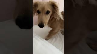 Bentley likes to dig in the bed  Wait till he sees the camera  Subscribe for more #dachshund!