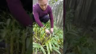 How amazing to grow orchids propagate plant fast and easy #2910